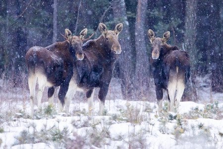 fot. Regionalna Dyrekcja Ochrony Środowiska w Bydgoszczy